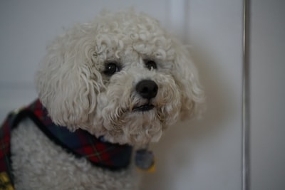 White poodle puppies
